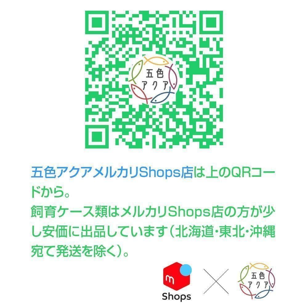 メダカ飼育ケース 75㍑x4個 黒・深緑あり オーバーフロー 金魚飼育容器 睡蓮