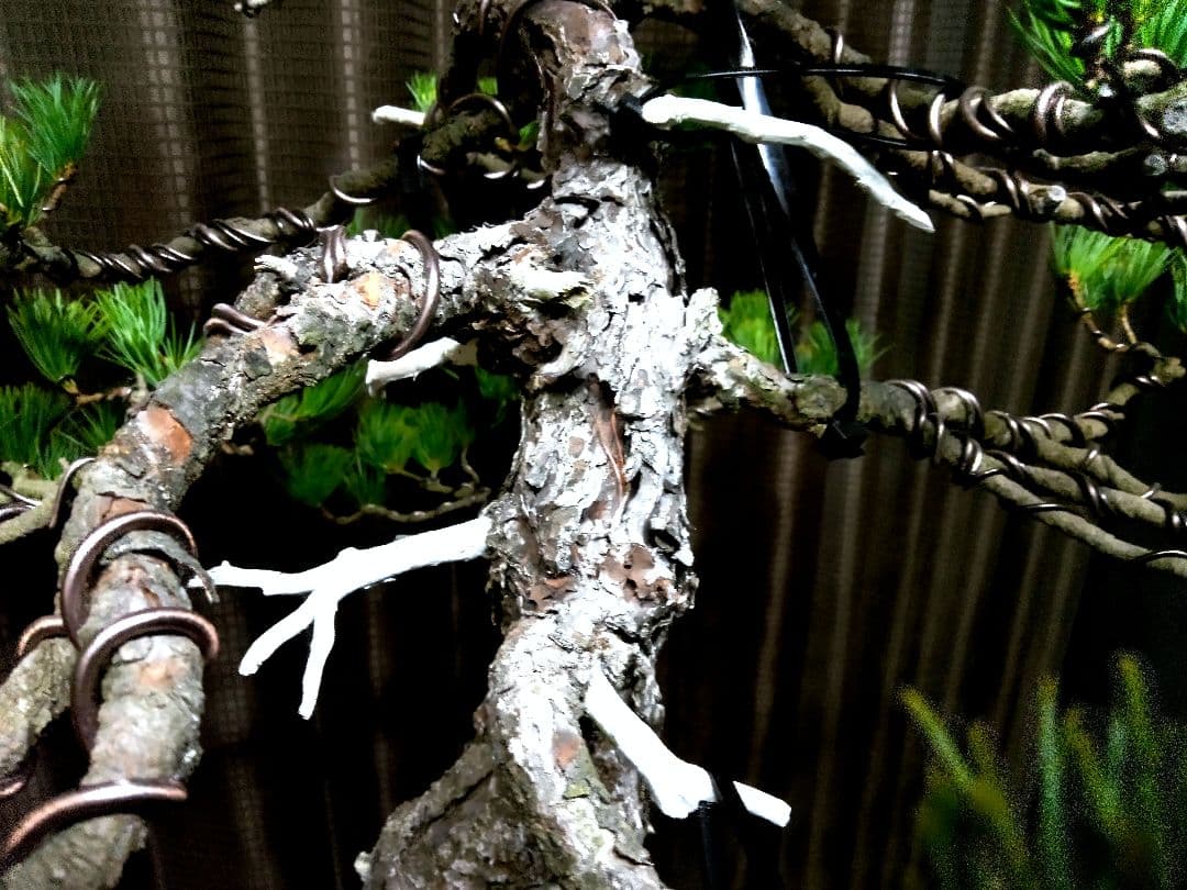 【大品　吾妻五葉松盆栽】 　　⭕樹齢70～80年古木❗