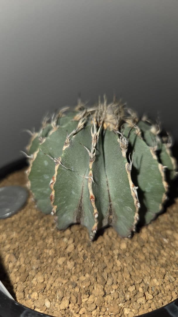 メキシカーナ　特大