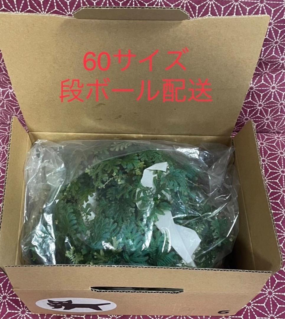 アヒル　写真確認用ページ