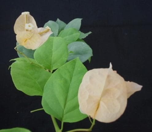 ブーゲンビリア　観葉・植物・花木　ブーゲンビレア　B