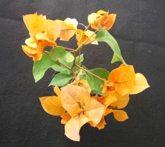 ブーゲンビリア　観葉・植物・花木　ブーゲンビレア　B