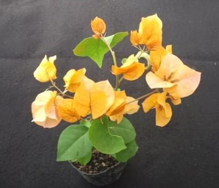ブーゲンビリア　観葉・植物・花木　ブーゲンビレア　B
