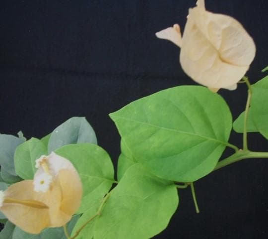 ブーゲンビリア　観葉・植物・花木　ブーゲンビレア　B