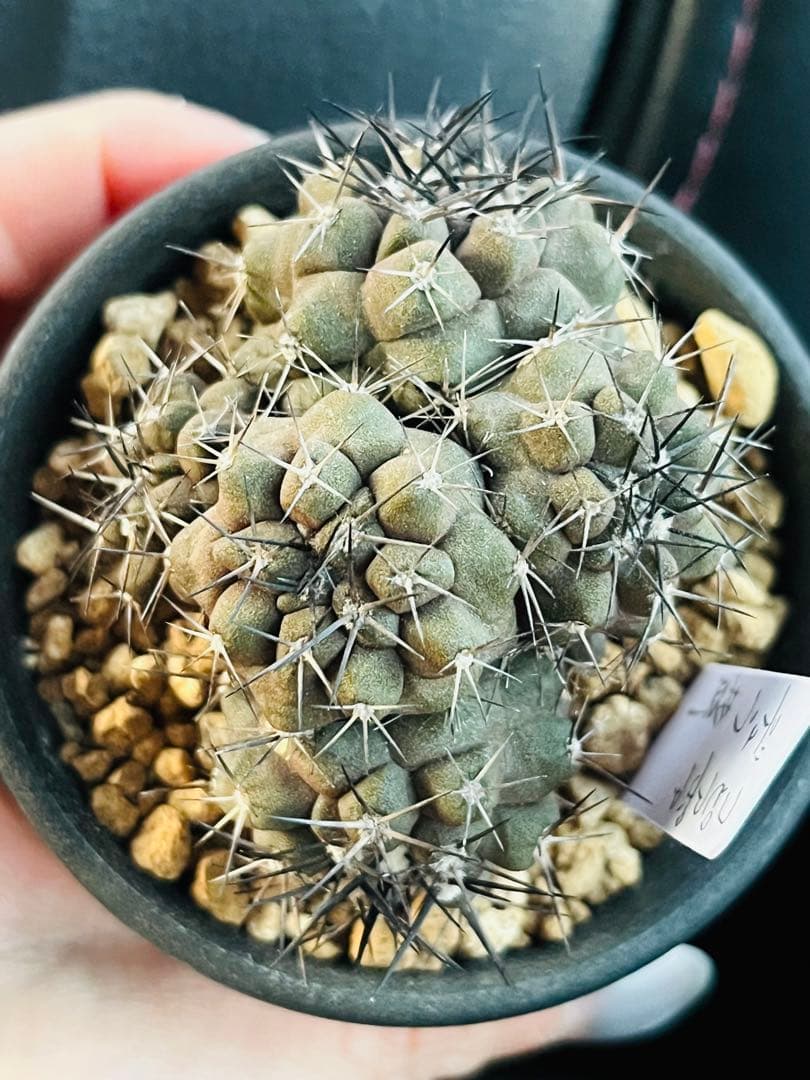 年末年始✨現物①点限り✨超激レア✨黒棘　デュラ接降群生　コピアポア　抜き苗