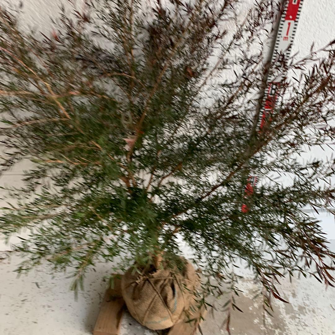 メラレウカ　カッパーグロー　ティーツリー　ブラック　紅葉　銅葉　46