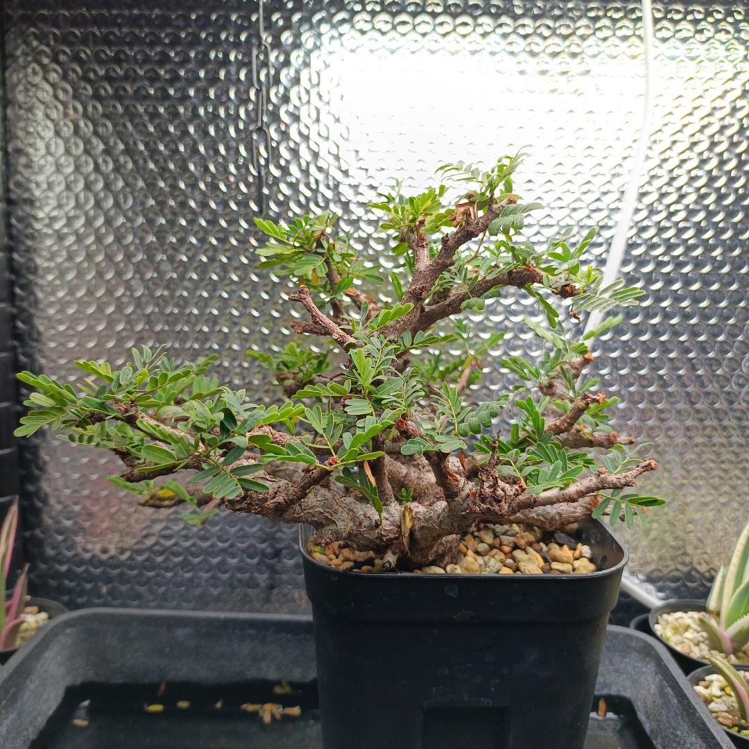 センナ　メリディオナリス　盆栽風