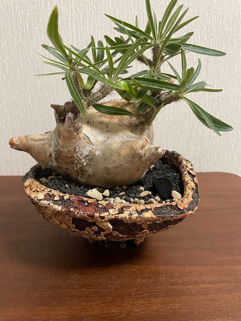 最終値下げ　パキポディウム　グラキリス　扁平　阪本健　鉢