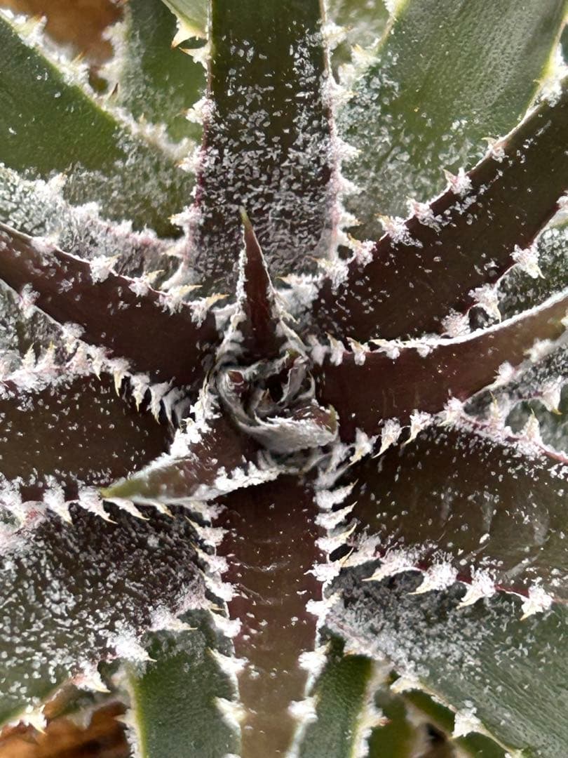 DBディッキア Dyckia Bill Baker hybrid #135 ⑵