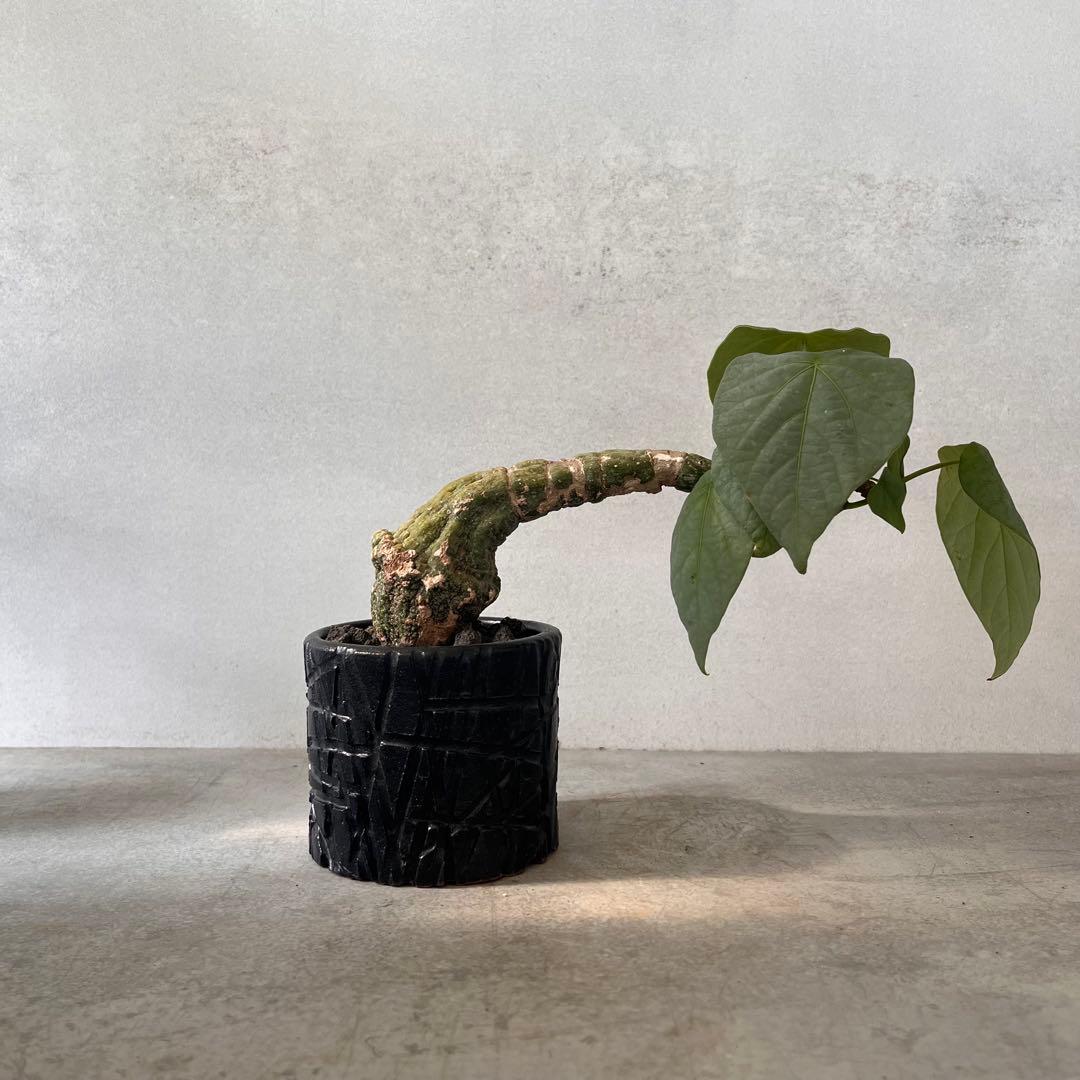 k*u様 アデニア　クリスタルグリーン　発根済み　陶器鉢セット