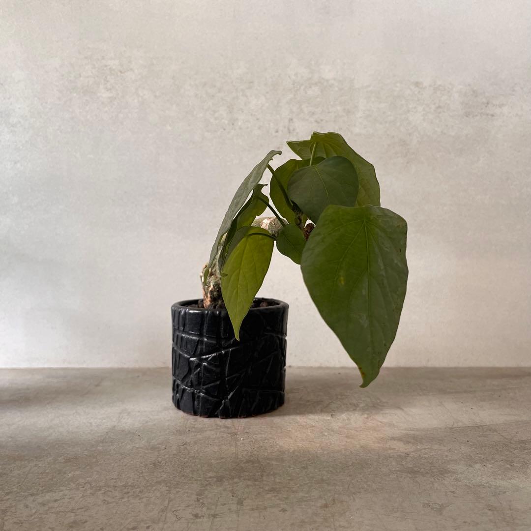 k*u様 アデニア　クリスタルグリーン　発根済み　陶器鉢セット