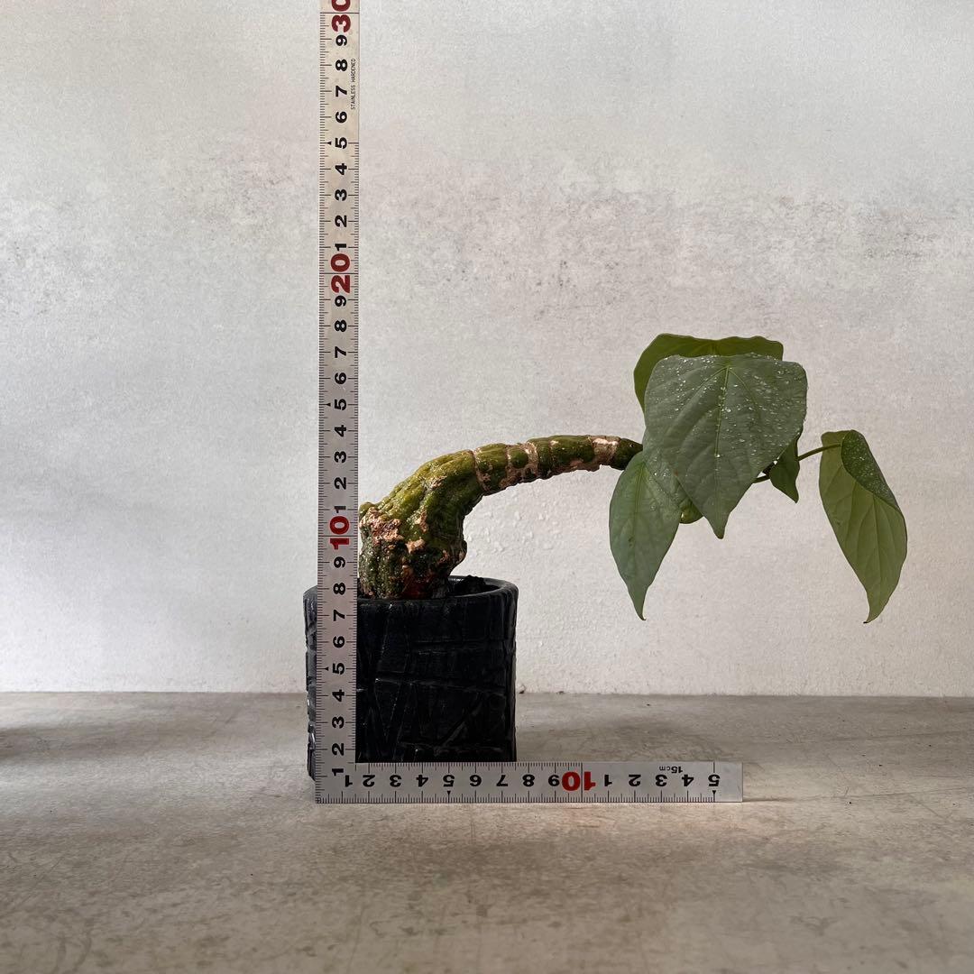 k*u様 アデニア　クリスタルグリーン　発根済み　陶器鉢セット