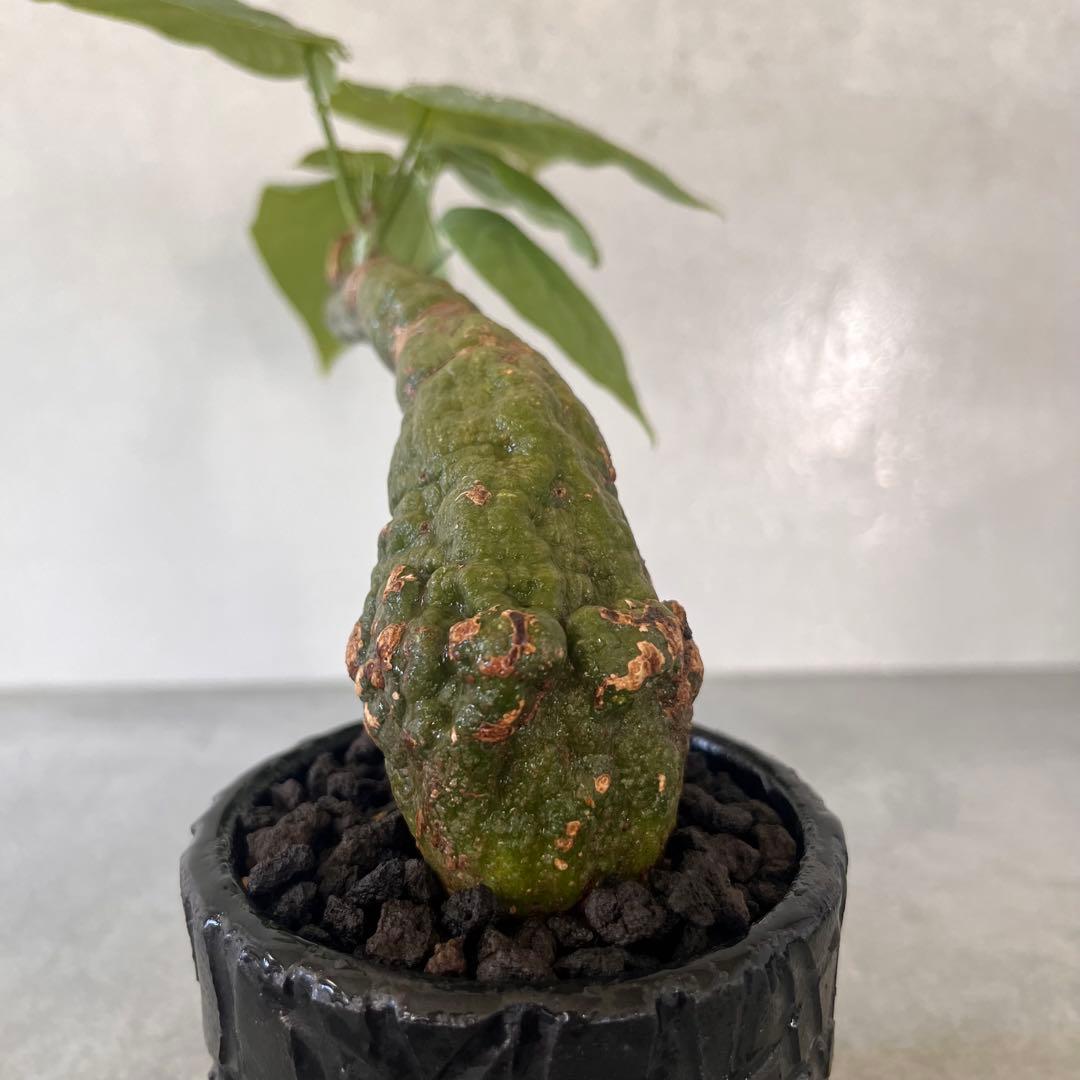 k*u様 アデニア　クリスタルグリーン　発根済み　陶器鉢セット