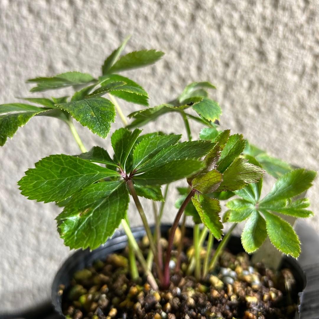 クリスマスローズ 開花予定株 蜃気楼 セルフ