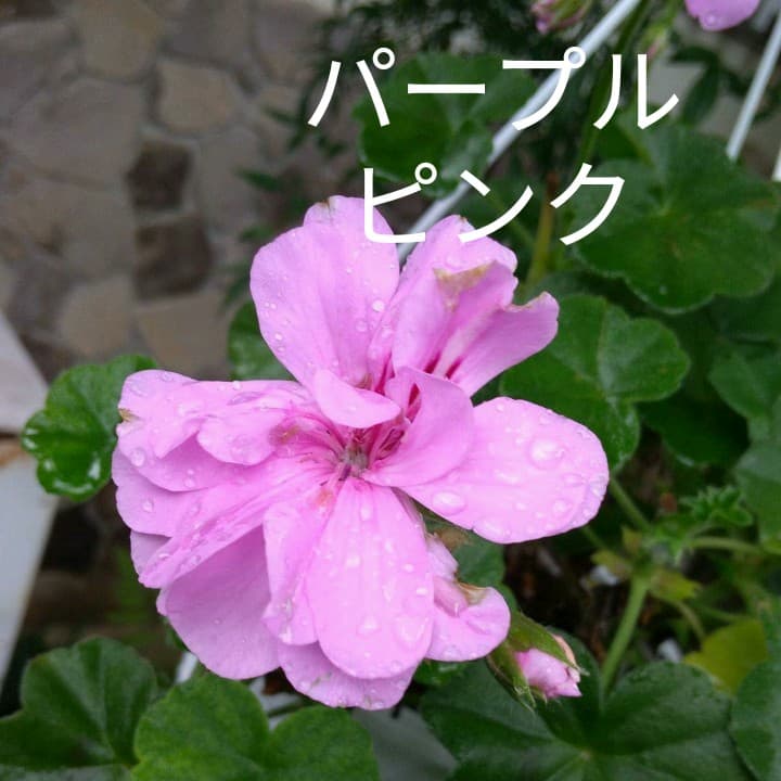 今花がないので 参考にしておきますゼラニウム3種