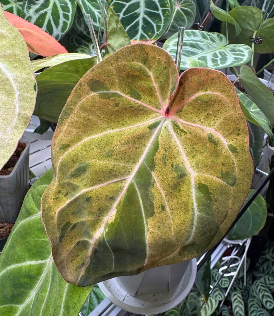 アンスリウム　斑入り