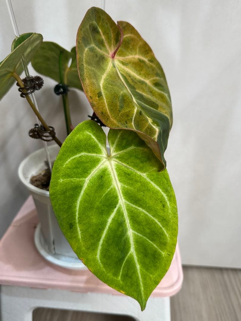 アンスリウム　斑入り