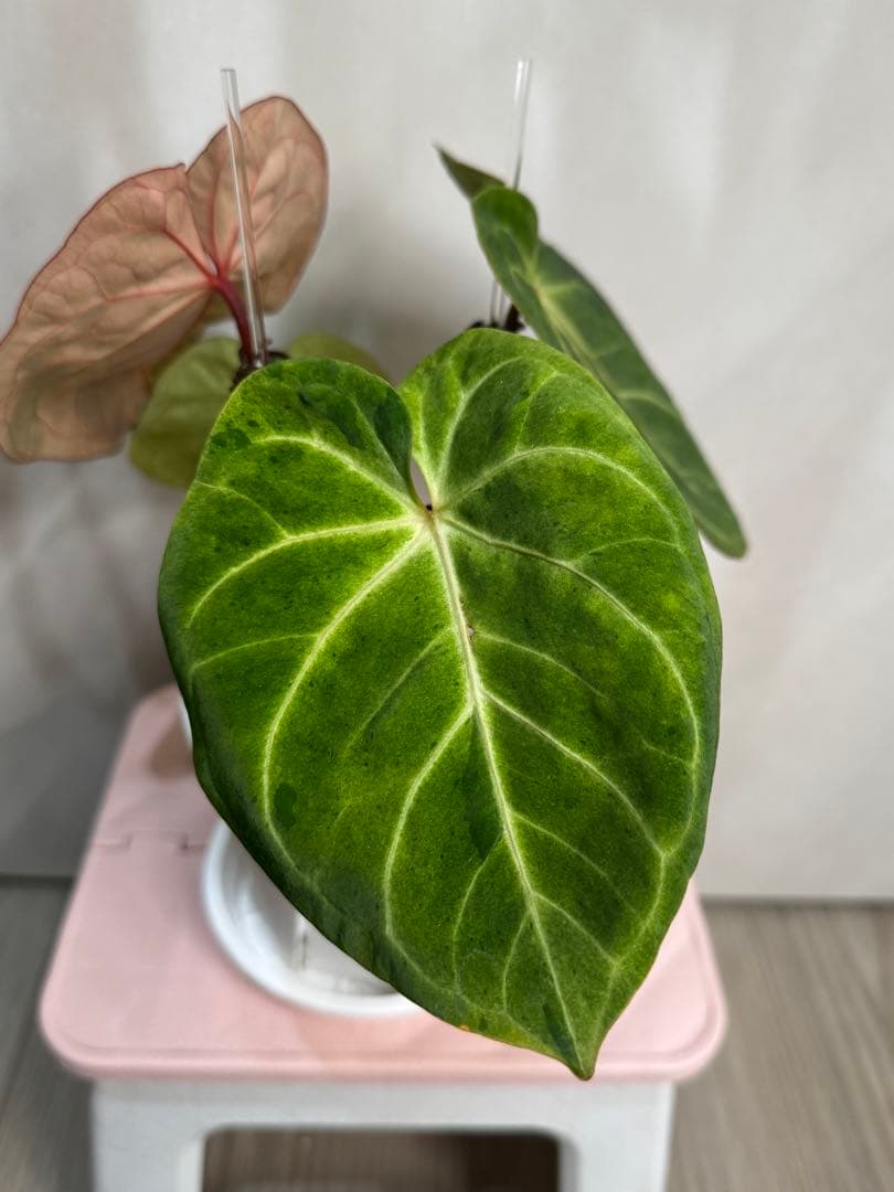 アンスリウム　斑入り