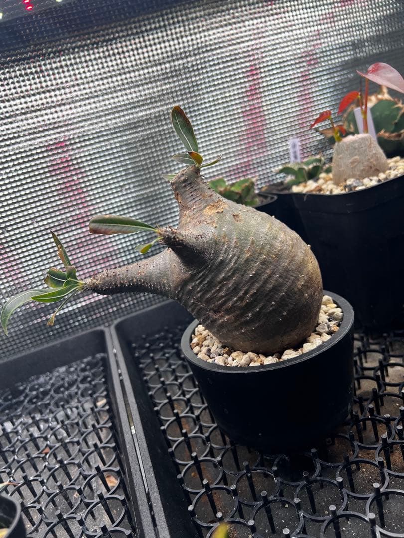 塊根　パキポディウム　グラキリス　現地球　発根済み　鉢ごと発送