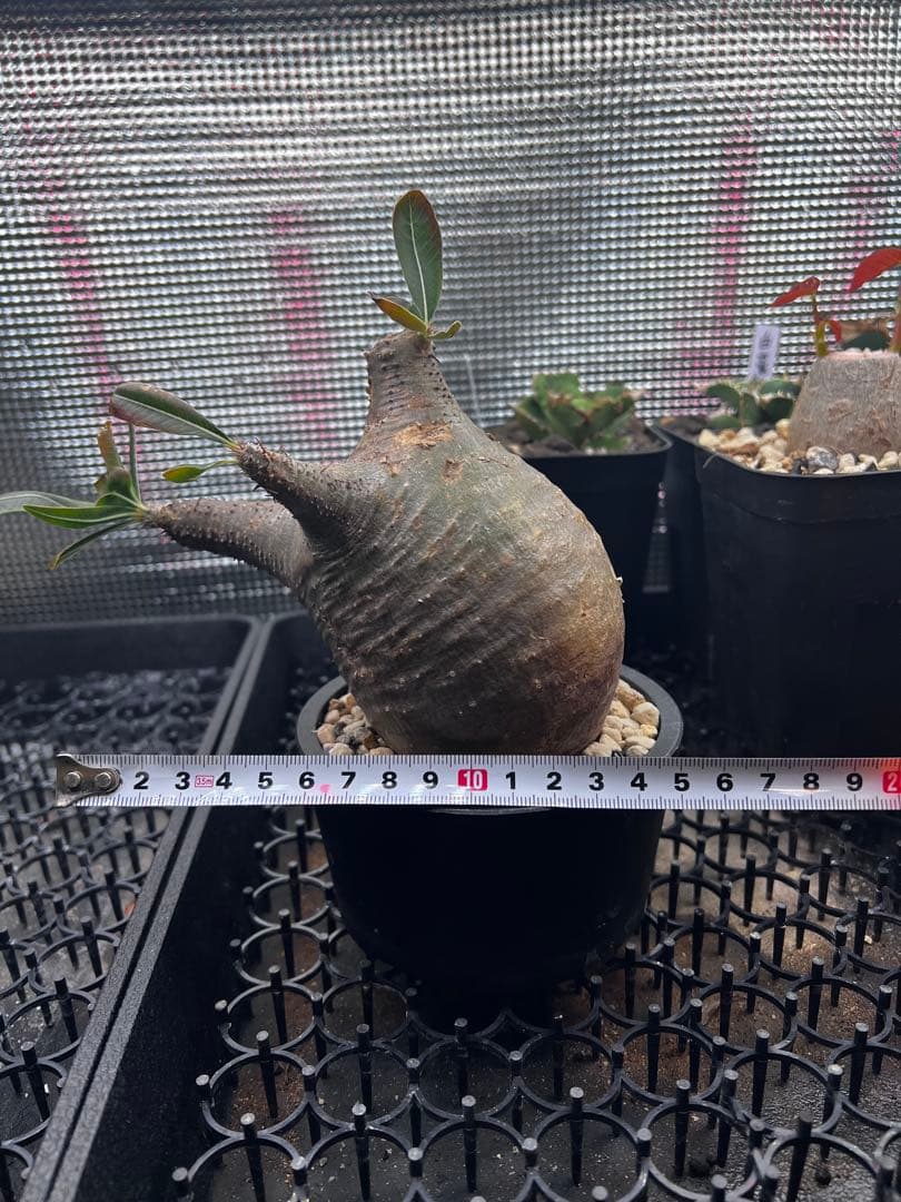 塊根　パキポディウムグラキリス　現地球　発根済み　鉢ごと　おまけ付き　最終値下げ