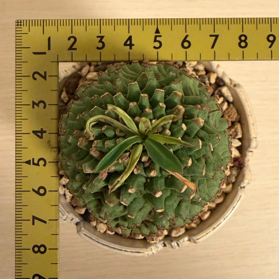 E*y様 ユーフォルビア ハイブリッド 群星冠×鉄甲丸 実生 特大