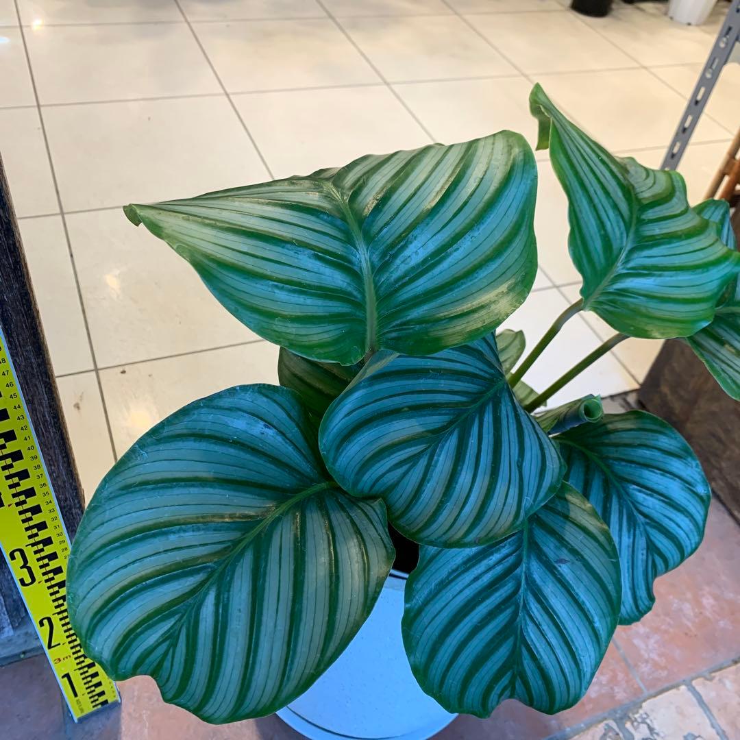 カラテア オルビフォリア ファイバー鉢 お皿付き