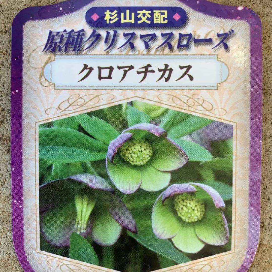 ★クリスマスローズ.原種クロアチカス開花株.現品★