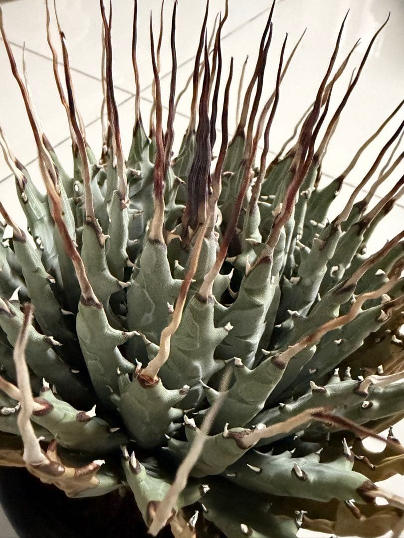 耐寒性アガベ エボリスピナ陽炎　子付き大株◇サボテン　ドライガーデン　チタノタ