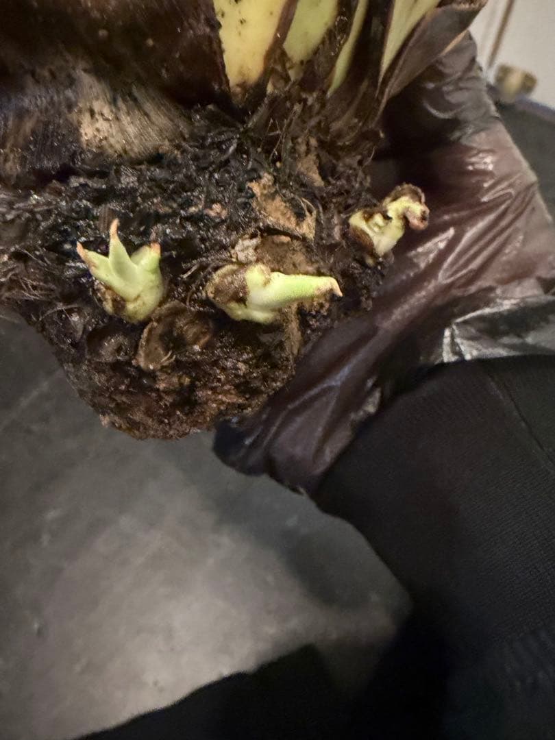 耐寒性アガベ エボリスピナ陽炎　子付き大株◇サボテン　ドライガーデン　チタノタ