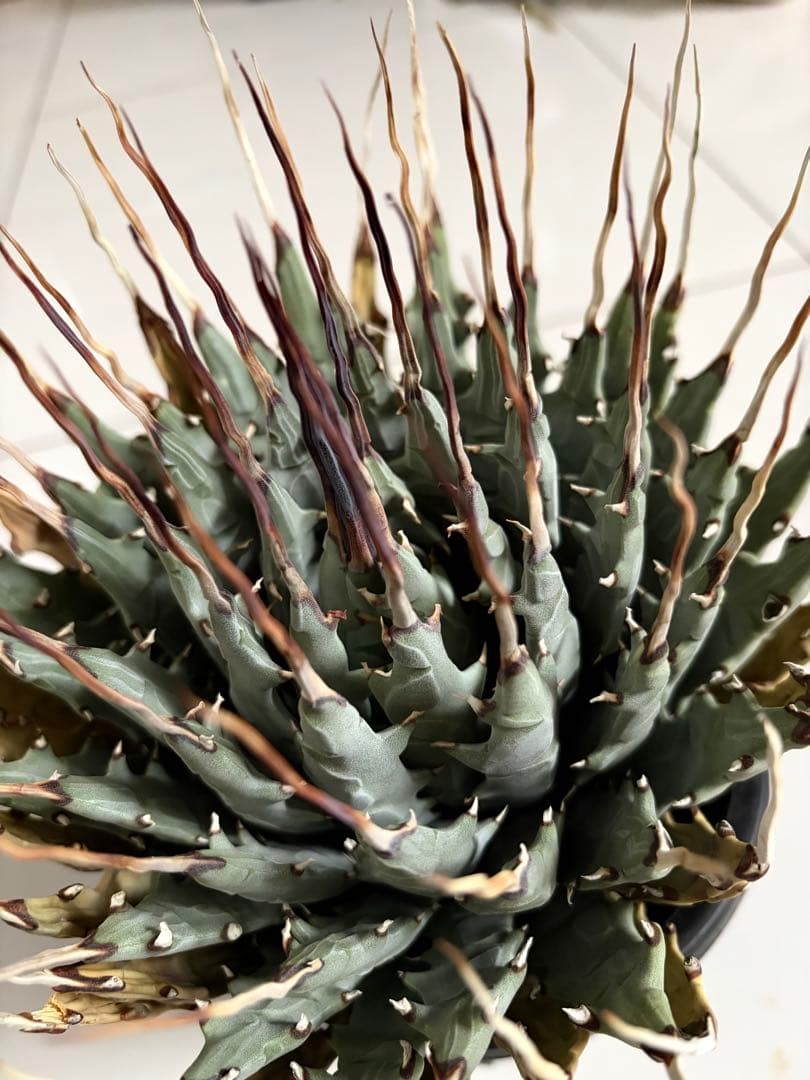 耐寒性アガベ エボリスピナ陽炎　子付き大株◇サボテン　ドライガーデン　チタノタ