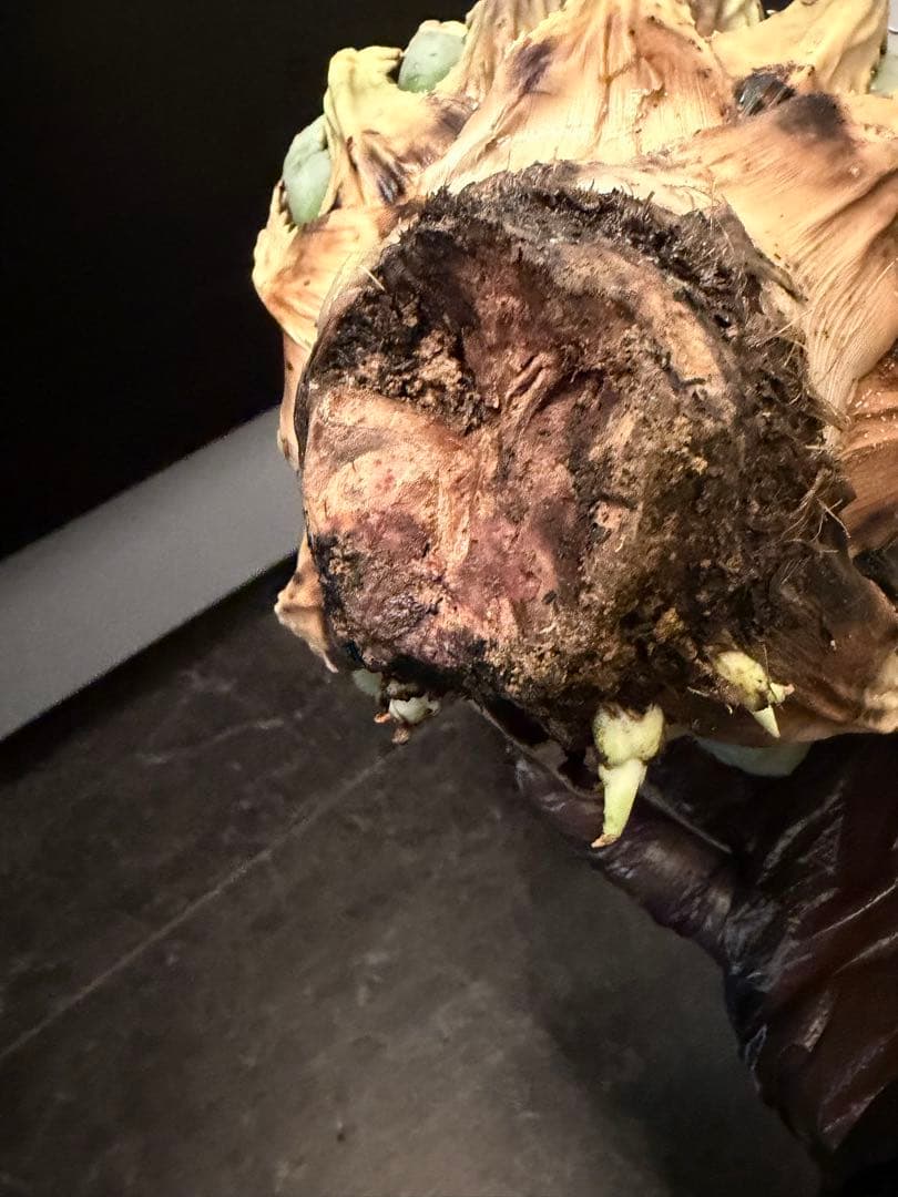 耐寒性アガベ エボリスピナ陽炎　子付き大株◇サボテン　ドライガーデン　チタノタ