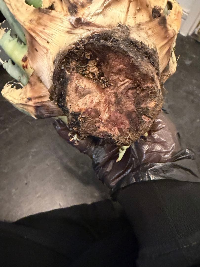 耐寒性アガベ エボリスピナ陽炎　子付き大株◇サボテン　ドライガーデン　チタノタ