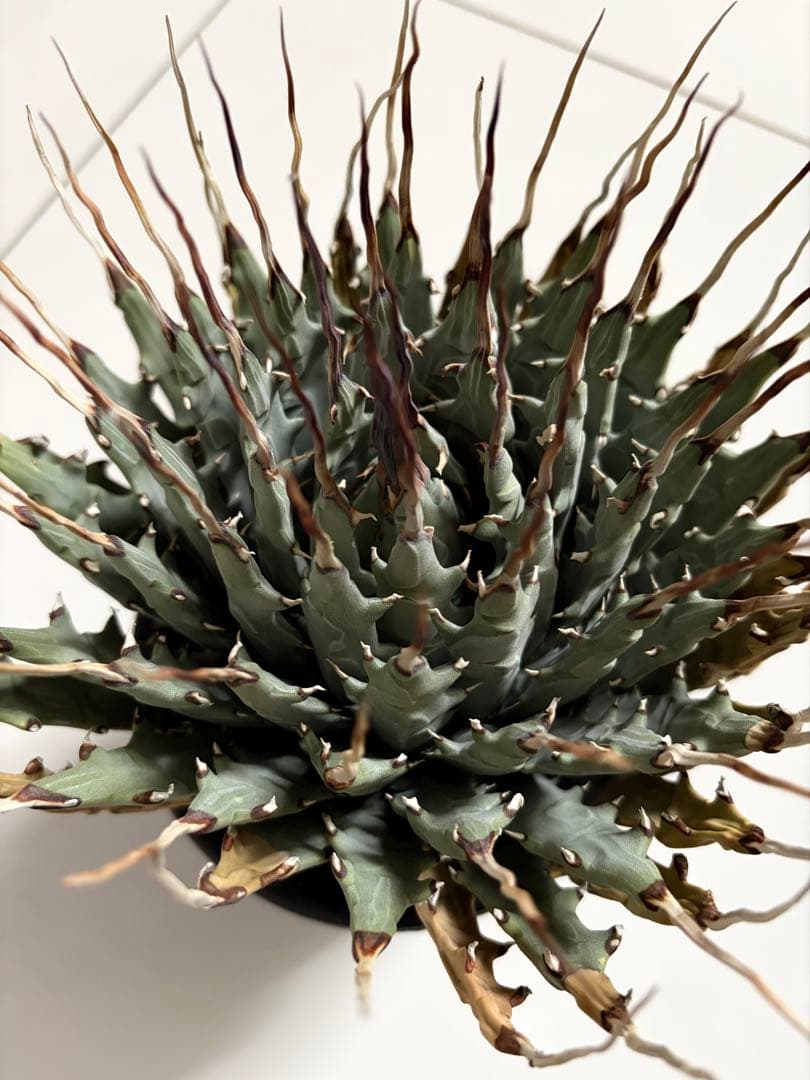 耐寒性アガベ エボリスピナ陽炎　子付き大株◇サボテン　ドライガーデン　チタノタ