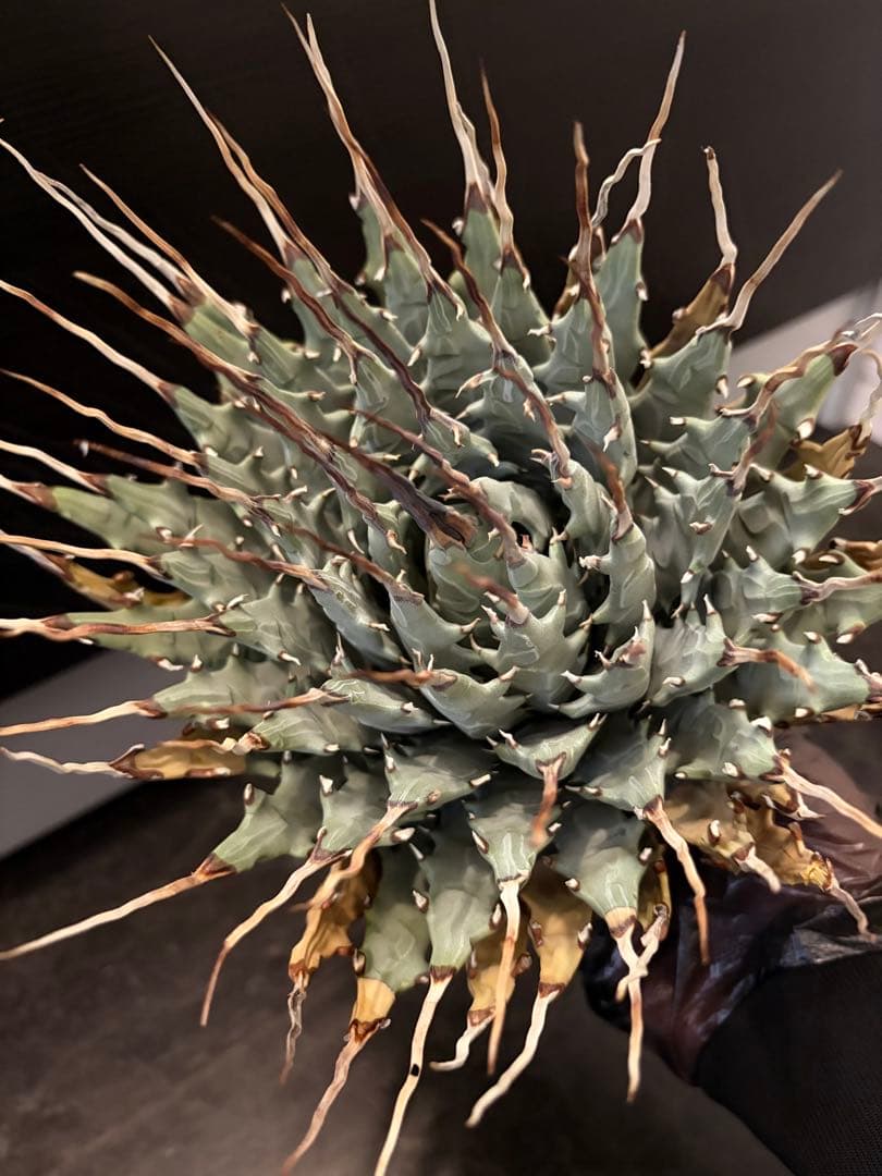 耐寒性アガベ エボリスピナ陽炎　子付き大株◇サボテン　ドライガーデン　チタノタ