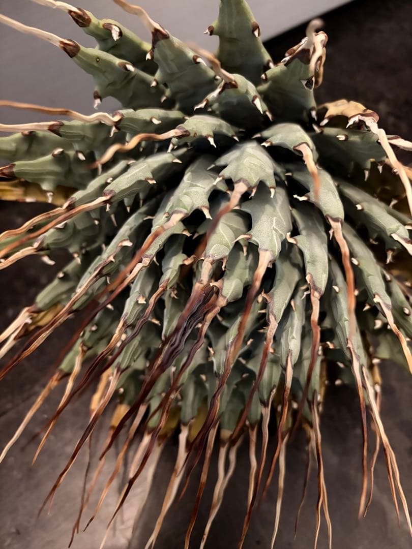 耐寒性アガベ エボリスピナ陽炎　子付き大株◇サボテン　ドライガーデン　チタノタ