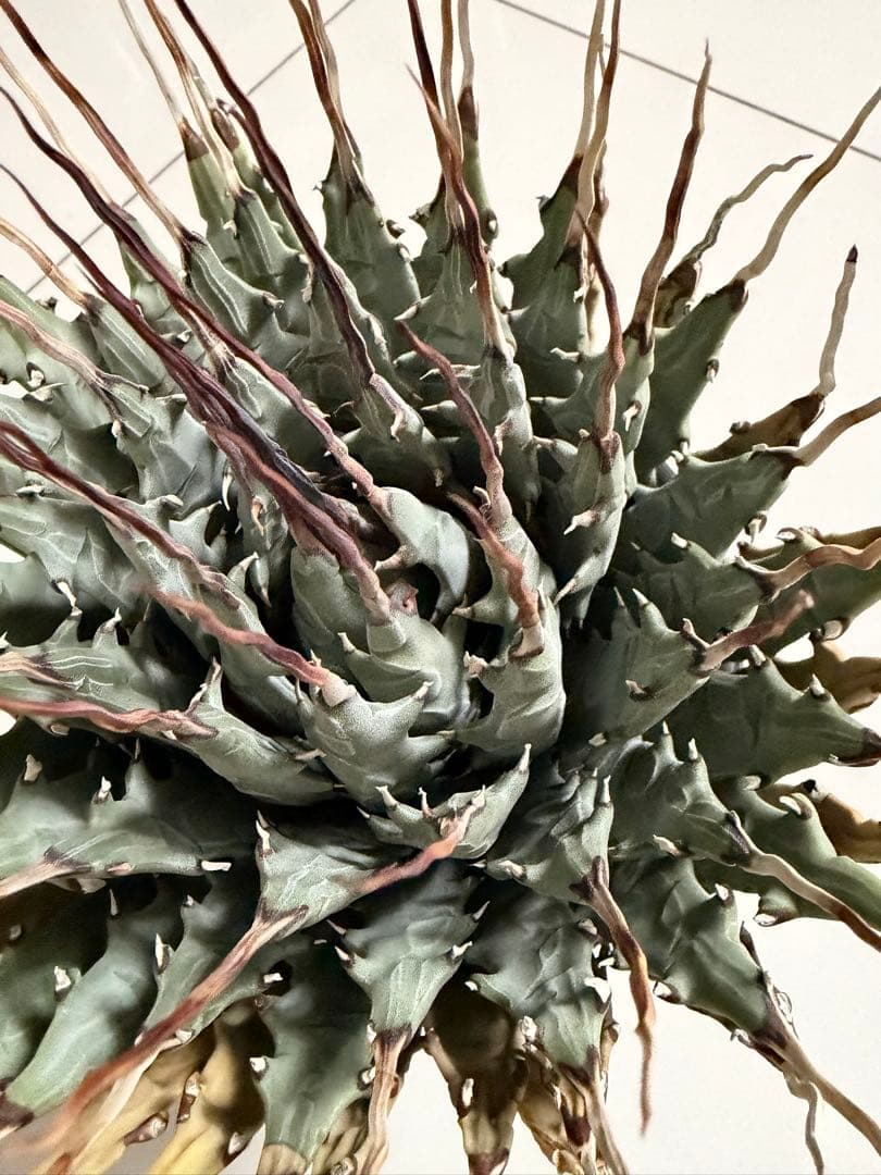 耐寒性アガベ エボリスピナ陽炎　子付き大株◇サボテン　ドライガーデン　チタノタ