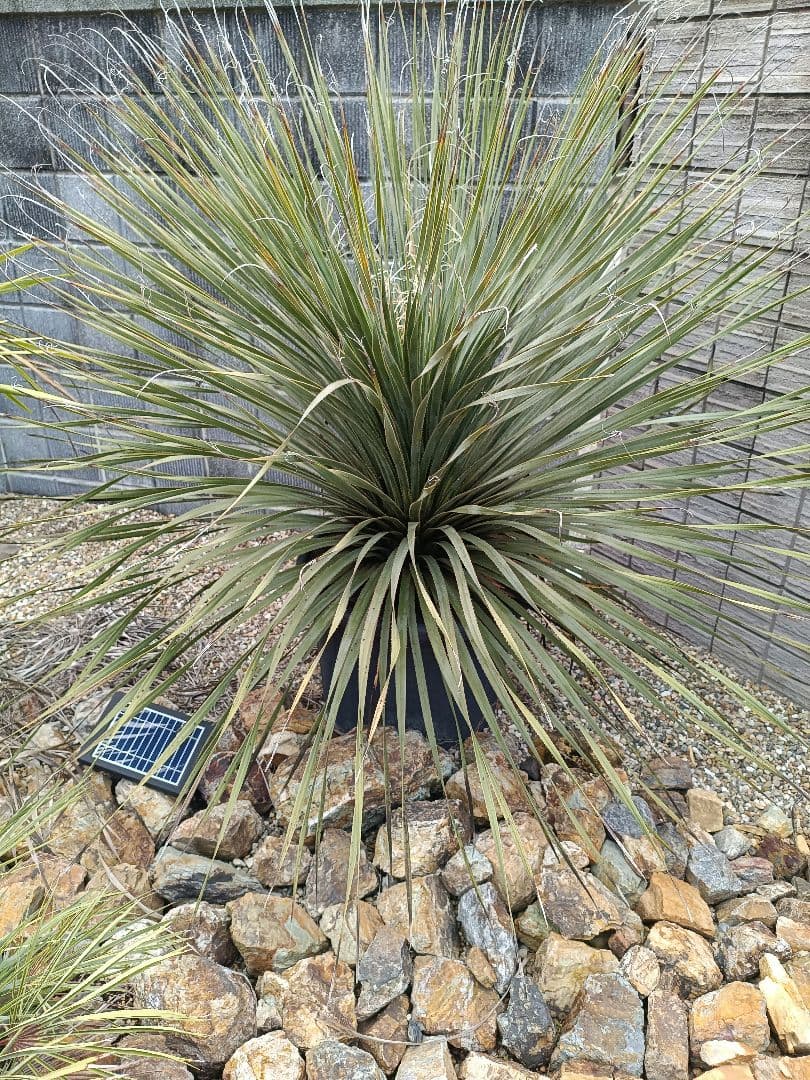 ダシリリオン　アガベ　ユッカ　サボテン　ドライガーデン　ロストラータ