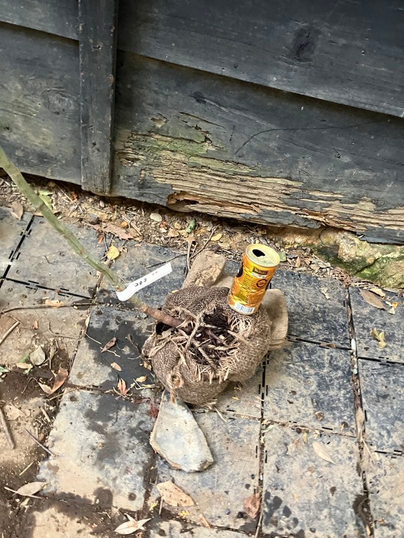 202 山採り　コハウチワカエデ