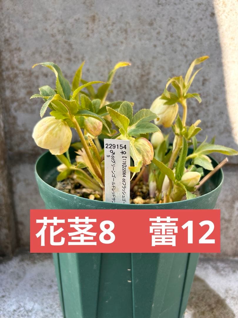 大株　花茎8開蕾12　加藤農園　ddゴールド濃フラッシュ