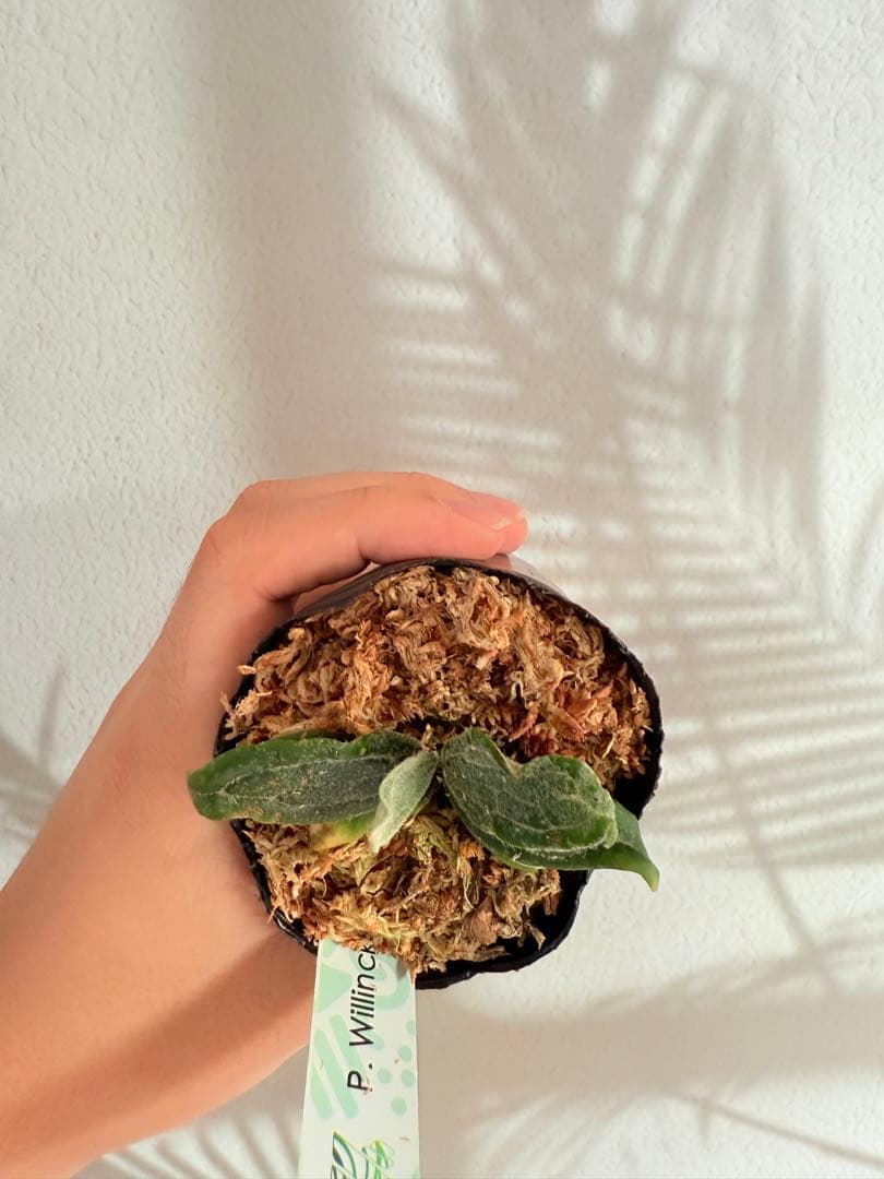 #25ビカクシダ P.Willinckii Watchara Fish Bone