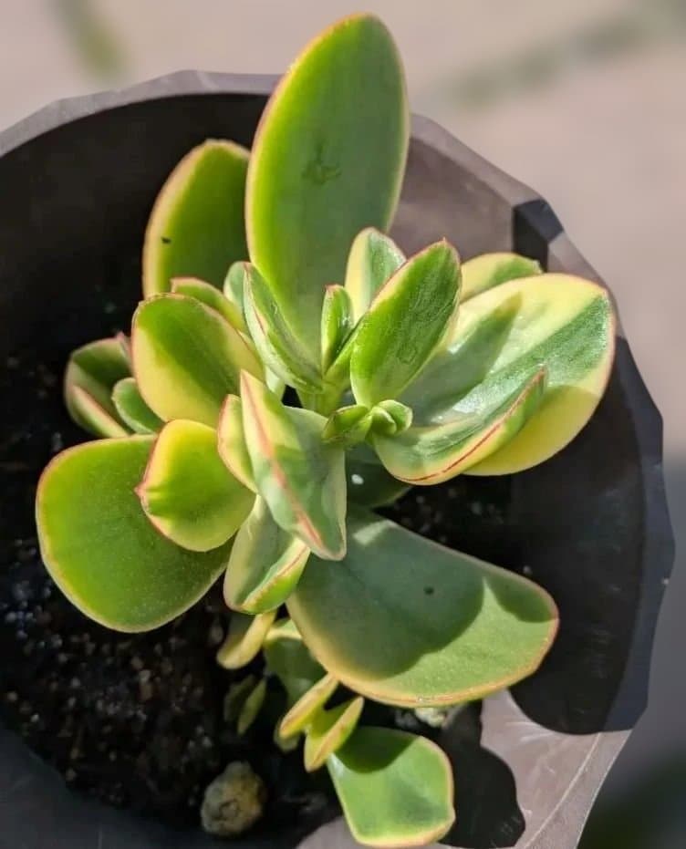 金のなる木　黄金花月　抜き苗