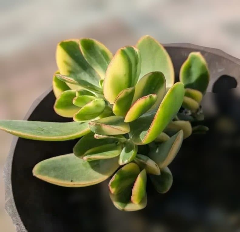 金のなる木　黄金花月　抜き苗