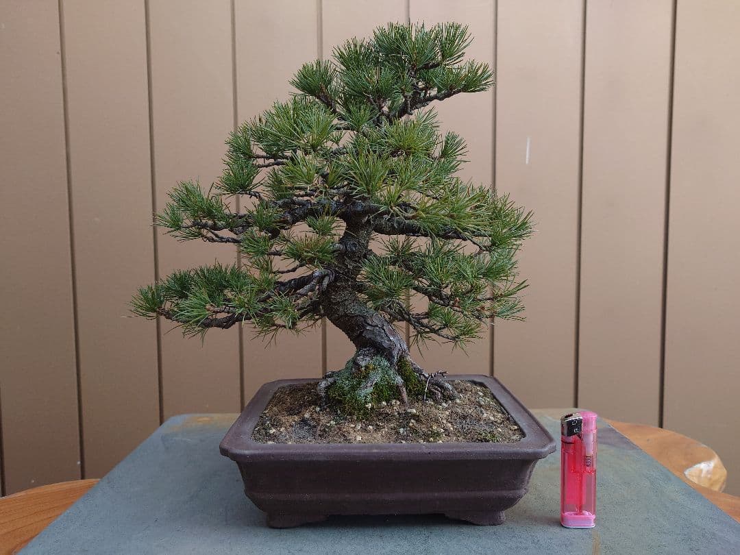 盆栽　五葉松　樹高28cm