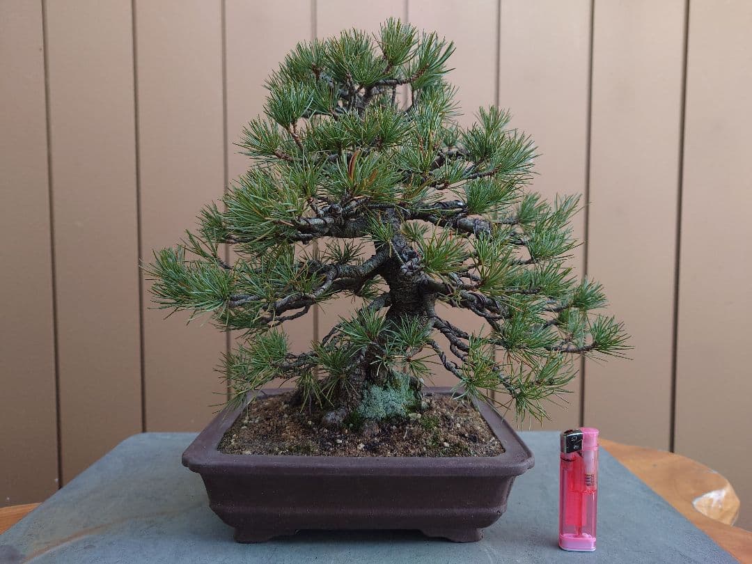 盆栽　五葉松　樹高28cm