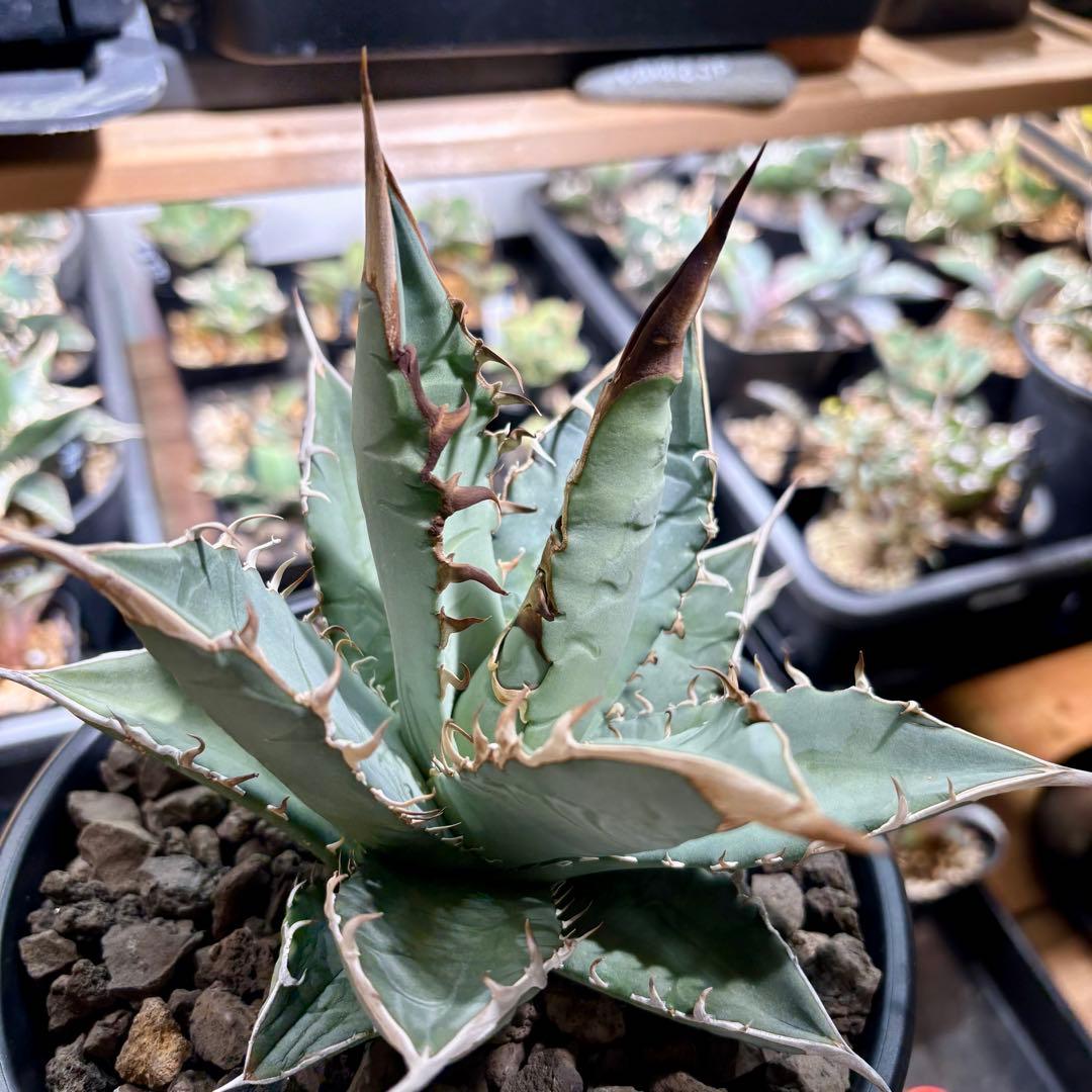 アガベ メキシコ産種子　オテロイ　実生　ホワイトファング系