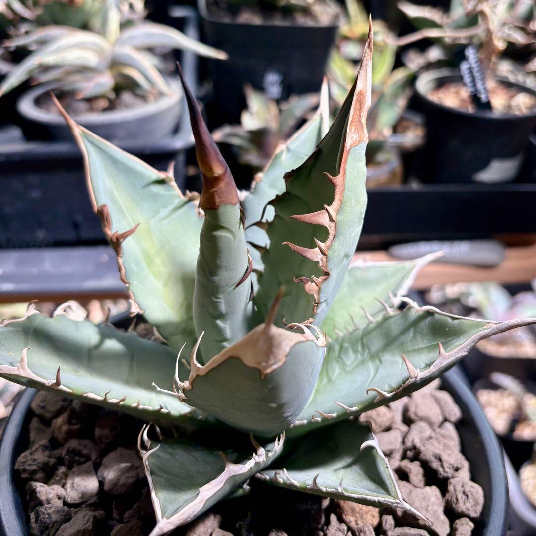 アガベ メキシコ産種子　オテロイ　実生　ホワイトファング系