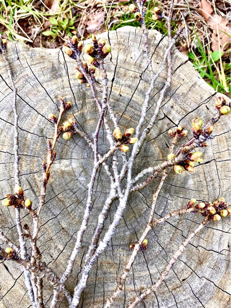 天然＊野生【山桜＊桜＊切り花＊つぼみの枝】ネコポス/可憐で素朴で可愛いです＾＾♪