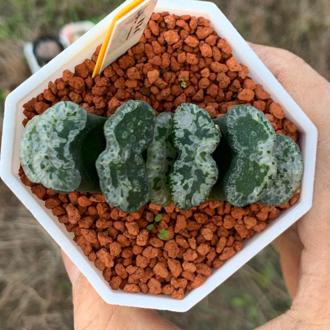 多肉植物 ハオルチア 台湾李氏実生 奇妍系