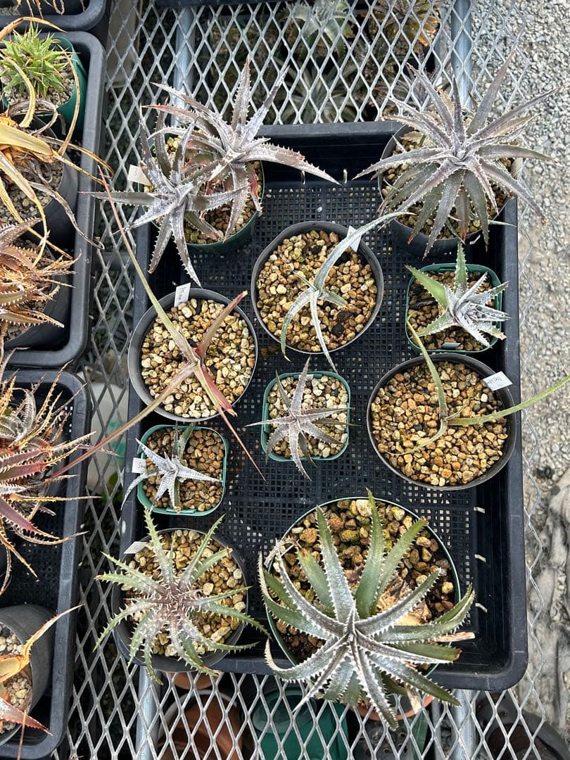 MRB ディッキア Dyckia まとめ売り MRB棚2番 10株