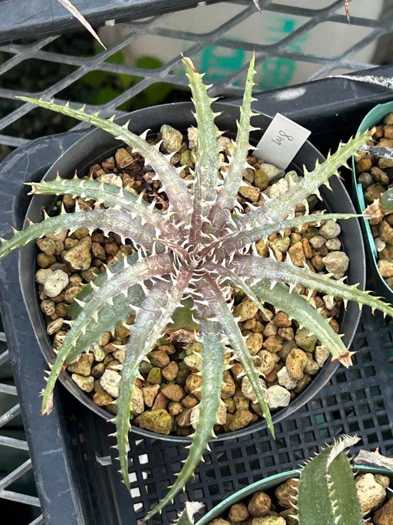 MRB ディッキア Dyckia まとめ売り MRB棚2番 10株